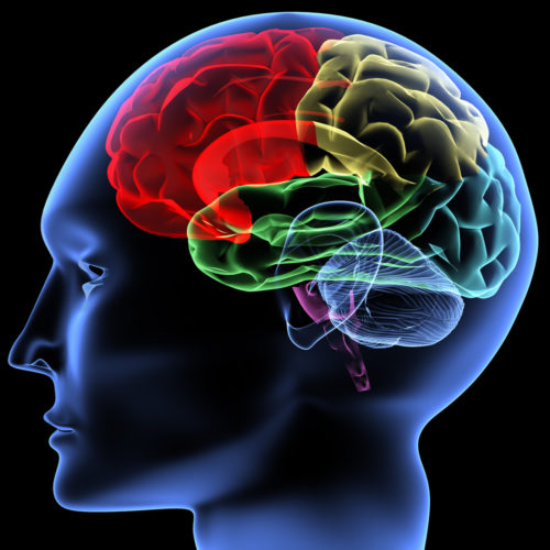 image of brain with regions of the brain highlighted