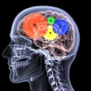 graphic of a full head x-ray with colorful gears representing parts of the brain