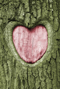 Heart-shaped symbol painted pink on a tree bark surface.