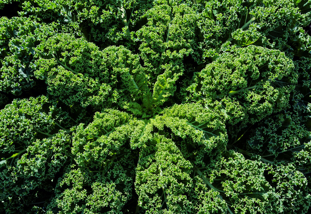 Close-up of vibrant green curly kale leaves growing densely in a garden.