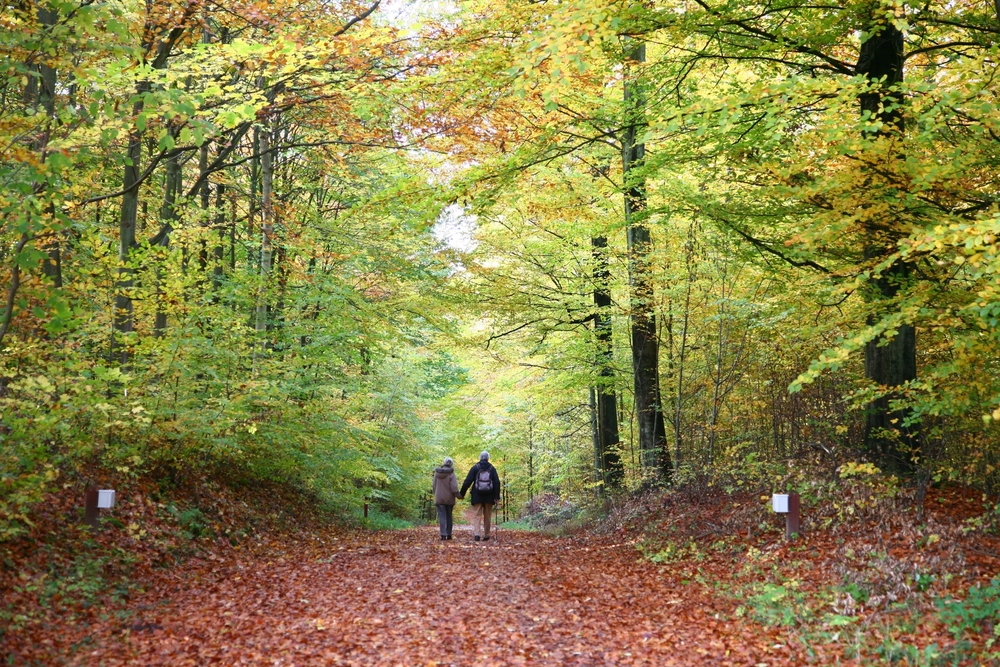 Two people walking on a forest path surrounded by autumn foliage.