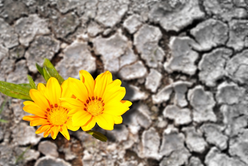 Two yellow flowers growing through a cracked surface.