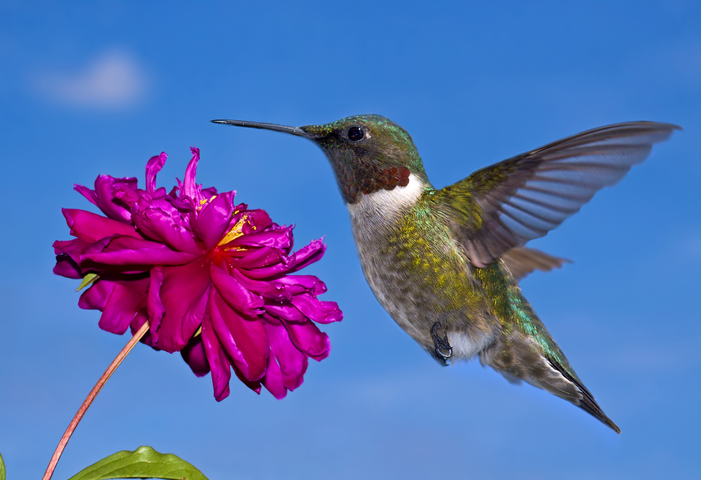 A hummingbird in mid-flight approaching a vibrant pink flower against a clear blue sky.