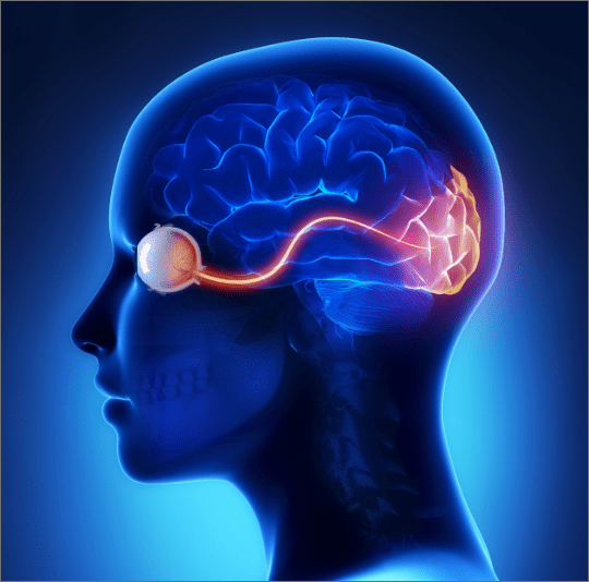 human brain graphic