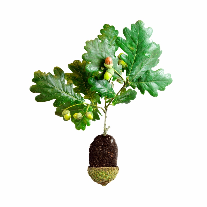 An oak branch with green leaves and an acorn isolated on a white background.