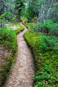 Winding dirt path through a vibrant green forest.