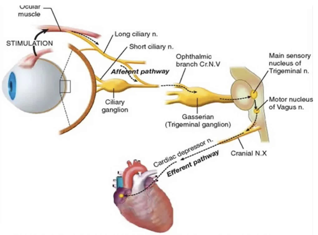 Ocular - Cardiac Reflex