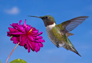 A hummingbird in mid-flight approaching a vibrant pink flower against a clear blue sky.