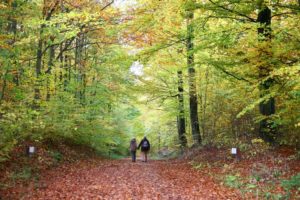 Two people walking on a forest path surrounded by autumn foliage.
