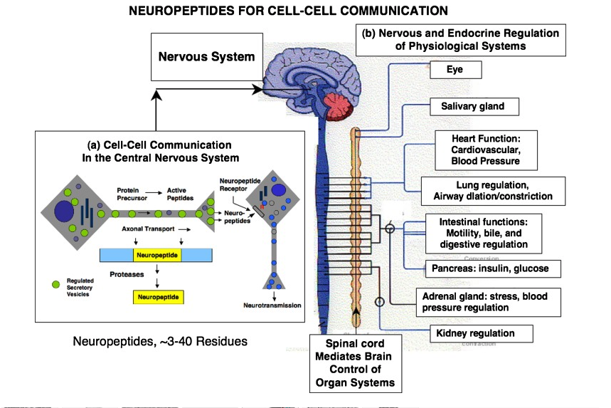 image detailing how neuropeptides communicate with cells in the body