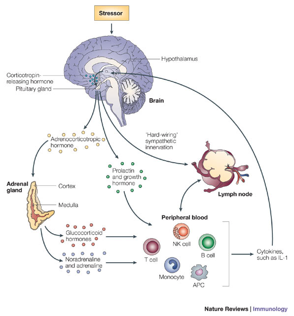 image of stress pathway from the brain and body 