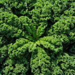 Kale The New Superfood