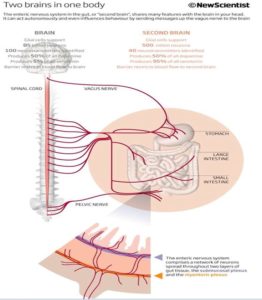 Vagus Nerve