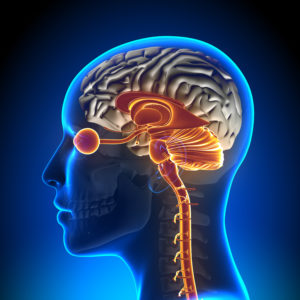 image of ocular nerve pathway to brainstem