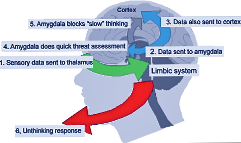 graphic of a human brain pathways diagram with arrows and labels