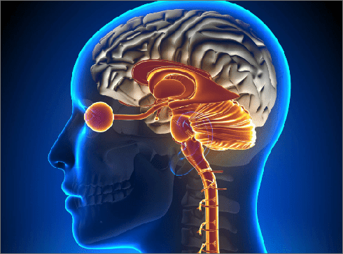 human brain graphic